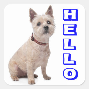 Adesivo Quadrado Olá Cairn Terrier Cão Cachorro Saudação