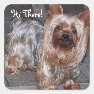 Adesivo Quadrado Olá! lá yorkshire terrier