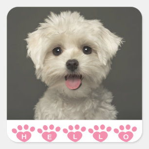 Adesivo Quadrado Olá, Maltês Puppy Dog Stickers/Seals