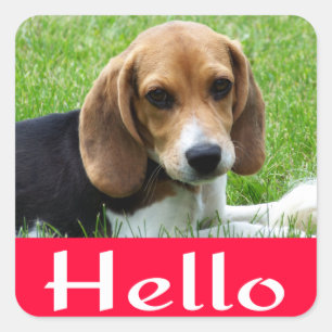Adesivo Quadrado Olá / Olá Beagle Dog Red Greeting Sticker