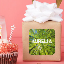 Adesivo Quadrado Olhando através das folhas de árvores verdes