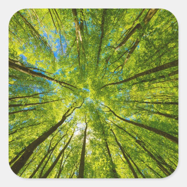 Adesivo Quadrado Olhando através das folhas de árvores verdes (Frente)