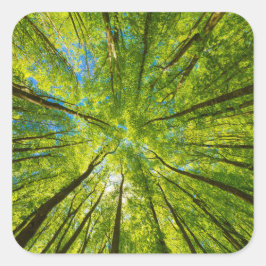 Adesivo Quadrado Olhando através das folhas de árvores verdes