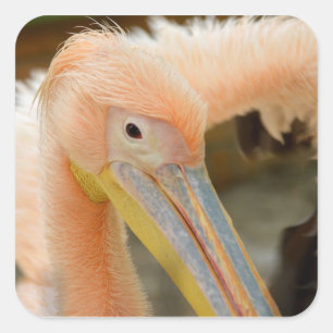 Adesivo Quadrado Olhando Para O Penteado Pelicano