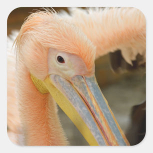 Adesivo Quadrado Olhando Para O Penteado Pelicano