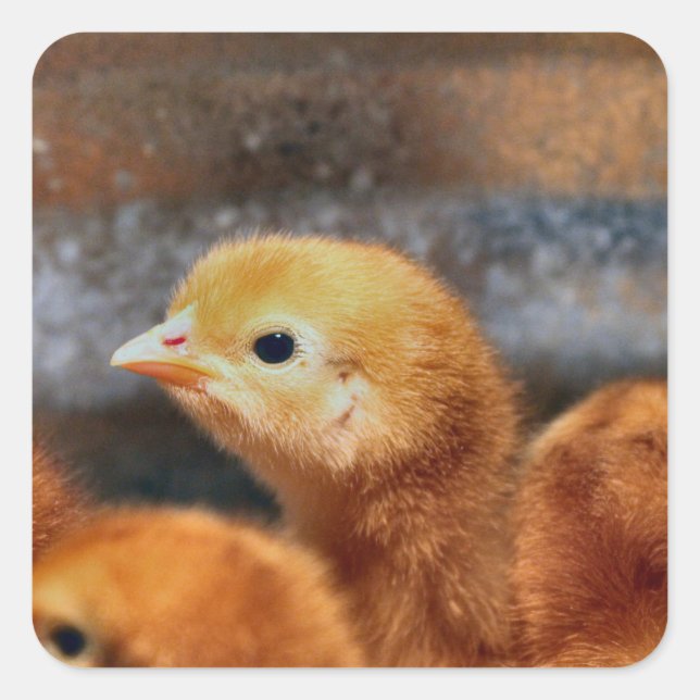 Adesivo Quadrado Olhar (Frente)