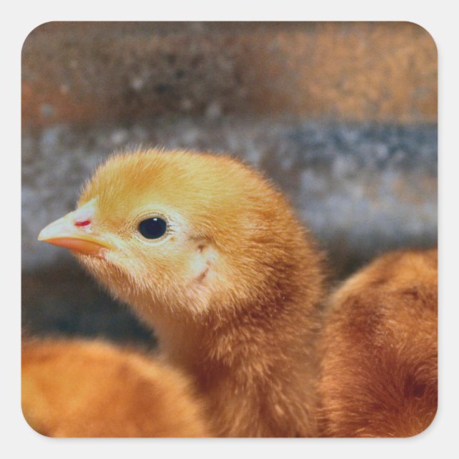 Adesivo Quadrado Olhar (Frente)