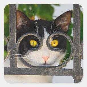Adesivo Quadrado Olhos de gato curiosos com óculos Foto engraçada