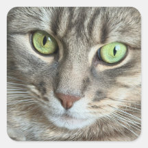 Olhos Esmeralda – Retrato de um Gato de Olhos Verd