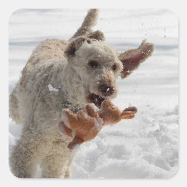 Adesivo Quadrado Ollie (Frente)