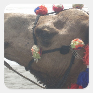 Adesivo Quadrado Oman Muscat Camel Photo Art Impressão