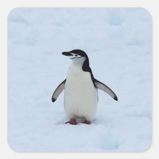 Adesivo Quadrado Onde estou? (Frente)