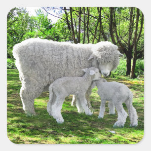 Adesivo Quadrado "Oona e suas gêmeas"