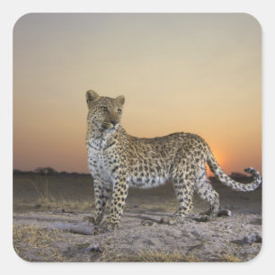 Adesivo Quadrado Opinião completa do comprimento o leopardo (pardu