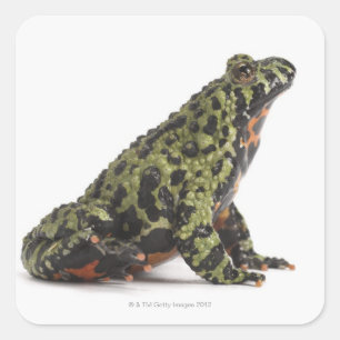 Adesivo Quadrado Opinião lateral fogo oriental um sapo inchado