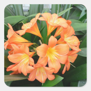 Adesivo Quadrado Orange Bush Lily Flower ou Natal Lily