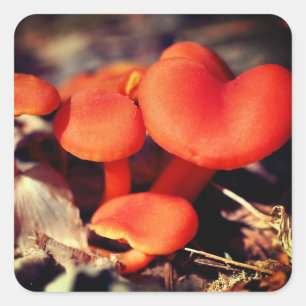 Adesivo Quadrado Orange Mushroom Nature