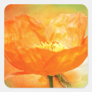 Adesivo Quadrado Orange Poppy