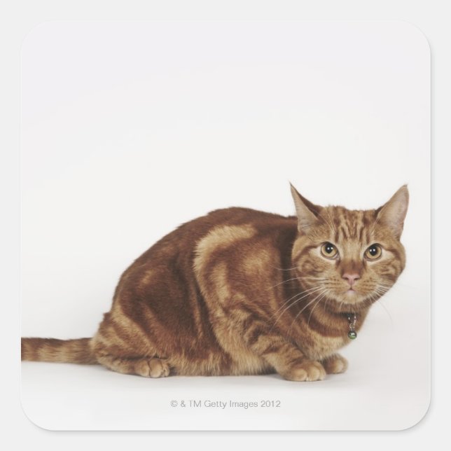 Adesivo Quadrado Orange Tabby (Frente)