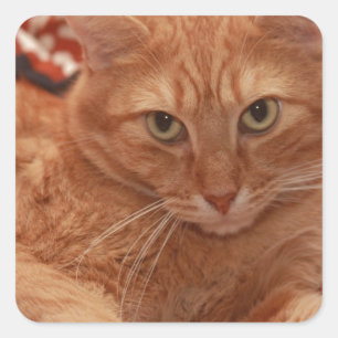 Adesivo Quadrado Orange Tabby