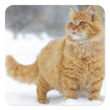 Orange Tabby na neve
