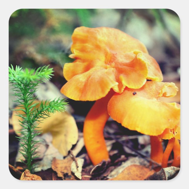 Adesivo Quadrado Orange Wild Mushroom Nature (Frente)