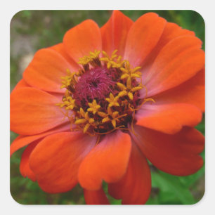 Adesivo Quadrado Orange Zinnia Wildflower Nature Floral