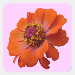Adesivo Quadrado Orange Zinnia Wildflower Nature Floral
