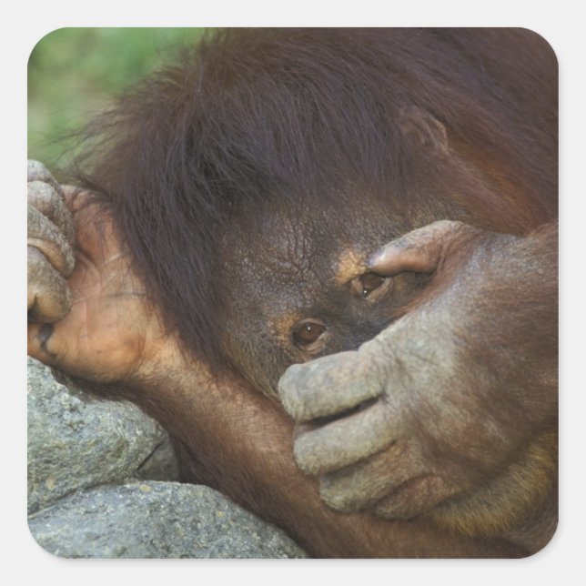 Adesivo Quadrado Orangotango de Sumatra, Pongo pygmaeus (Frente)