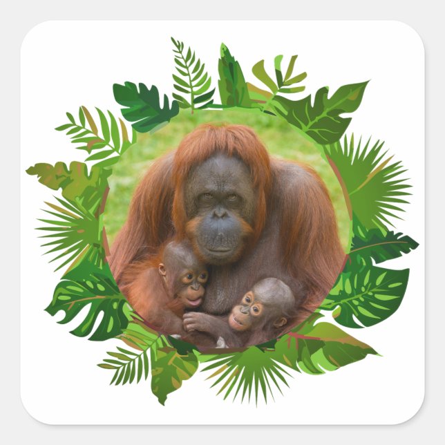 Adesivo Quadrado Orangutan Family Bond (Frente)