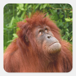 Adesivo Quadrado Orangutan's Thoughement Gaze