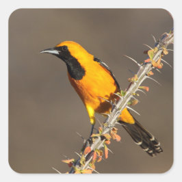 Adesivo Quadrado Oriole encapuzado em um galho