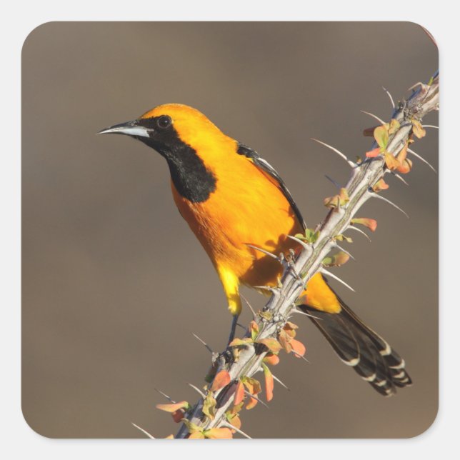 Adesivo Quadrado Oriole encapuzado em um galho (Frente)