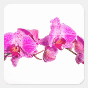 Adesivo Quadrado Orquídea
