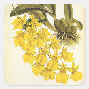 Adesivo Quadrado Orquídea de Oncidio Amarelo Vintage, Flores Tropic