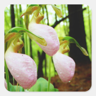 Adesivo Quadrado Orquídea silvestre de Lady Slipper Rosa