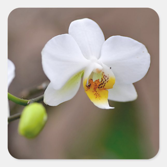 Adesivo Quadrado Orquídeas brancas com férias de buches (Frente)