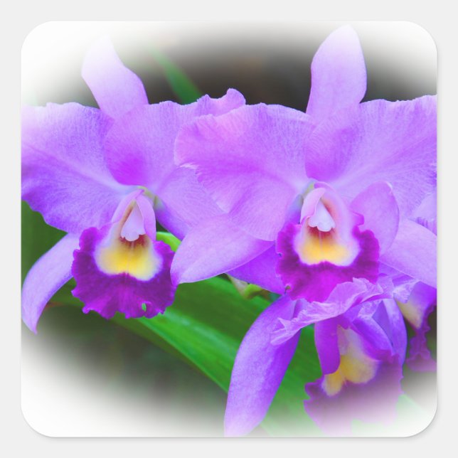 Adesivo Quadrado Orquídeas de Cattleya Rosa (Frente)