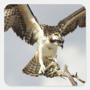 Adesivo Quadrado Osprey