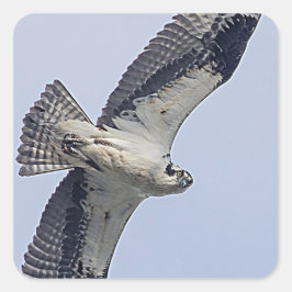 Adesivo Quadrado Osprey em voo