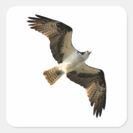 Adesivo Quadrado Osprey no logotipo de voo