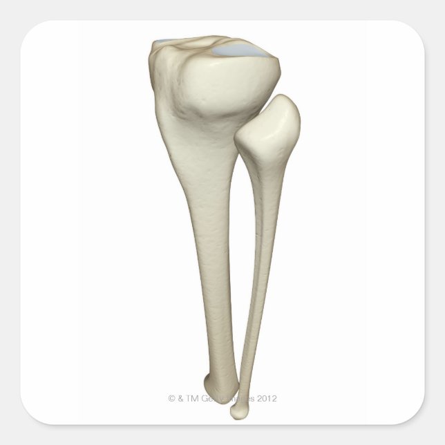 Adesivo Quadrado Ossos da Perna 4 (Frente)