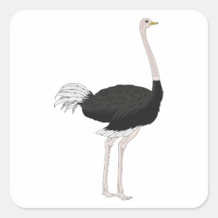 Adesivo Quadrado Ostrich