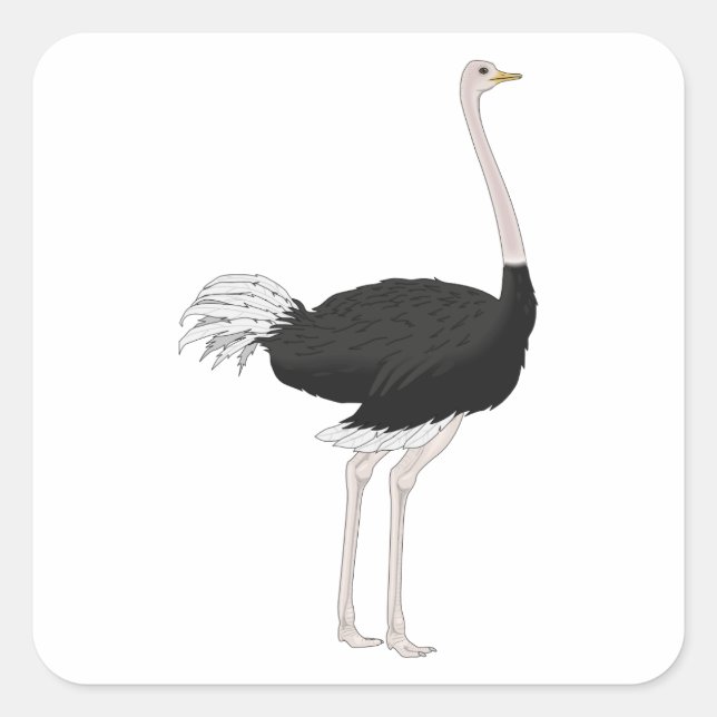 Adesivo Quadrado Ostrich (Frente)