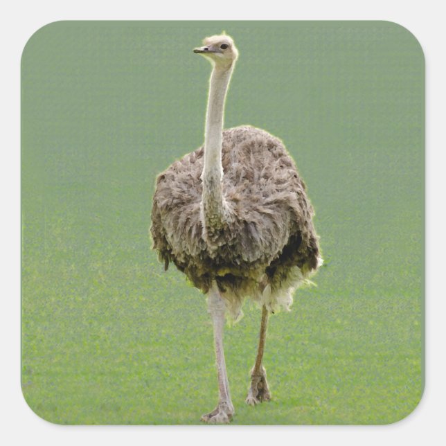 Adesivo Quadrado Ostrich Sticker (Frente)