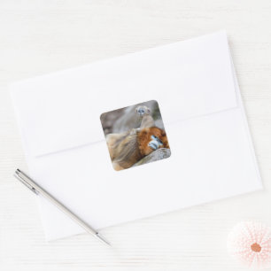 Adesivo Quadrado Ouro de macaco com nariz esnube Pai com bebê