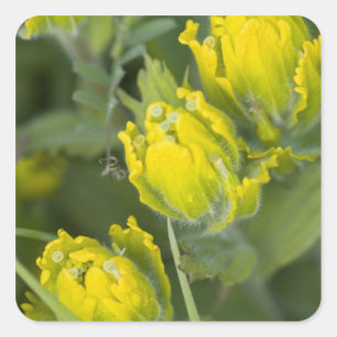 Adesivo Quadrado Ouro indiano Paintbrush Castilleja