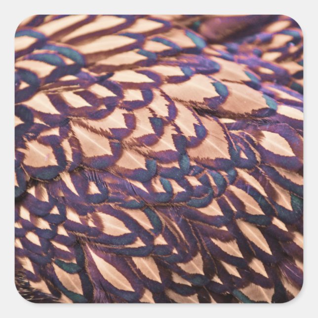 Adesivo Quadrado Ouro Lacrado Frango Wyandotte (Frente)