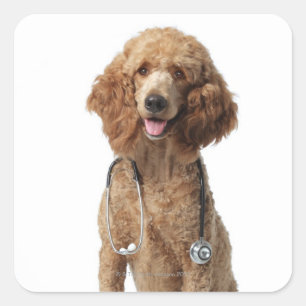 Adesivo Quadrado Ouro Poodle Dog vestindo um estetoscópio