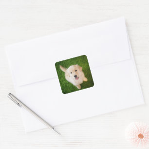 Adesivo Quadrado Ouro - Retirador de Puppy com Grass